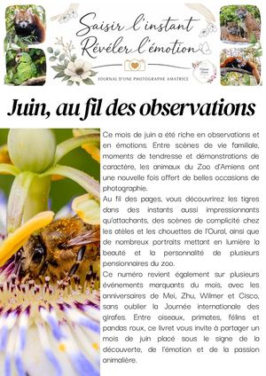 "Saisir l'instant, révéler l'émotion" - Juin, au fil des observations