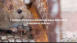 7 Hidden Problems Rodents Leave Behind In Pasadena Homes