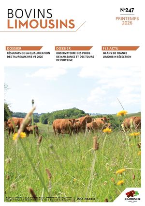 Bovins Limousins 247 / Extrait