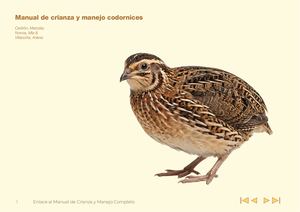 Manual de Crianza y Manejo de odornices (Cedrón, Novoa y Villacorta)