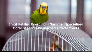 Small Pet Bird Boarding in Summer: Specialized Care Essentials by Downers Grove Experts