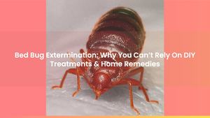 Bed Bug Extermination: Why You Can’t Rely On DIY Treatments & Home Remedies