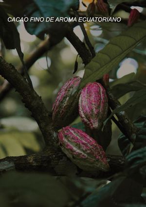 Revista Cacao Fino De Aroma Affinity Versión Web