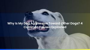 Why Is My Dog Aggressive Toward Other Dogs? 4 Common Causes Explained