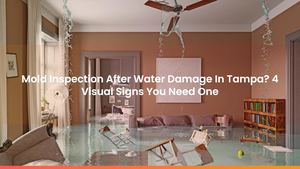 Mold Inspection After Water Damage In Tampa? 4 Visual Signs You Need One