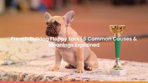 French Bulldog Floppy Ears | 6 Common Causes & Meanings Explained