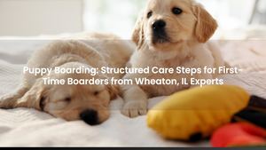 Puppy Boarding: Structured Care Steps for First-Time Boarders from Wheaton, IL Experts