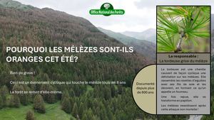 Affiche Tordeuse