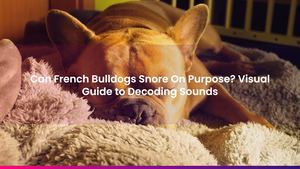 Can French Bulldogs Snore On Purpose? Visual Guide to Decoding Sounds