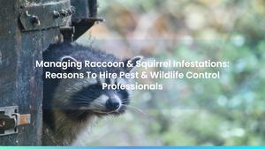Managing Raccoon & Squirrel Infestations: Reasons To Hire Pest & Wildlife Control Professionals