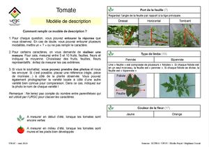 Urgc Modèle Description Tomate