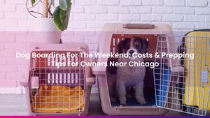 Dog Boarding For The Weekend: Costs & Prepping Tips For Owners Near Chicago