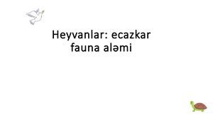 Heyvanlar Aləmi 0 1734954541
