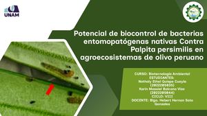 Potencial de biocontrol de bacterias entomopatógenas nativas Contra Palpita persimilis en agroecosistemas de olivo peruano