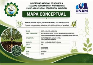 BIOCONTROL DE Palpita persimilis MEDIANTE BACTERIAS NATIVAS Potencial entomopatógeno de bacterias de la rizósfera del olivo en Tacna, Perú