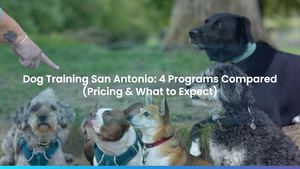 Dog Training San Antonio: 4 Programs Compared (Pricing & What to Expect)