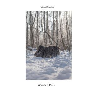 Visual Stories — ART 001: Winter Puli