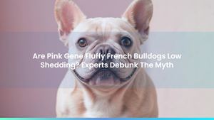 Are Pink Gene Fluffy French Bulldogs Low Shedding? Experts Debunk The Myth