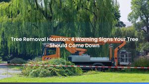 Tree Removal Houston: 4 Warning Signs Your Tree Should Come Down