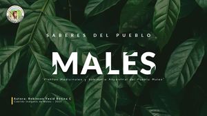 Plantas Medicinales Del Cabildo Indígena De Males