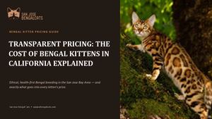 Bengal Kitten Prices in California: No Hidden Costs, Just Honest Answers
