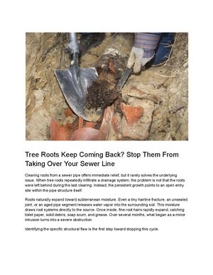 Tree Roots Keep Coming Back Stop Them From Taking Over Your Sewer Line