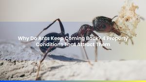 Why Do Ants Keep Coming Back? 4 Property Conditions That Attract Them