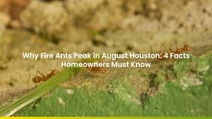 Why Fire Ants Peak in August Houston: 4 Facts Homeowners Must Know