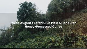 Inside August's Safari Club Pick: A Honduran Honey-Processed Coffee