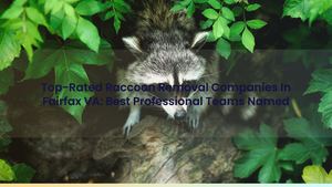 Top-Rated Raccoon Removal Companies In Fairfax VA: Best Professional Teams Named