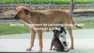 Best Flea Treatment for Lactating Dogs: 4 Safe Products & Risks
