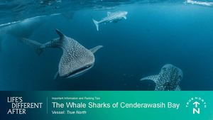 TN Guest Documentation Whale Sharks Of Cenderawasih