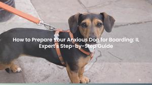 How to Prepare Your Anxious Dog for Boarding: IL Expert's Step-by-Step Guide