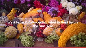 West Texas Fall Gardening: What to Plant Before the First Frost
