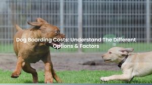 Dog Boarding Costs: Understand The Different Options & Factors