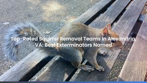 Top-Rated Squirrel Removal Teams In Alexandria, VA: Best Exterminators Named