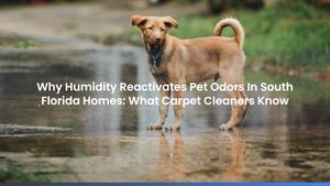 Why Humidity Reactivates Pet Odors In South Florida Homes: What Carpet Cleaners Know