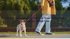 Hiring A Dogwalker For The First Time? Costs, Tips & Questions To Ask First