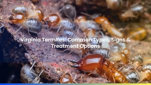 Virginia Termites: Common Types, Signs & Treatment Options