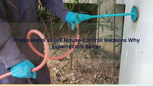 How to Get Rid of Mouse Infestation: DIY Pitfalls & Why Experts Do It Better