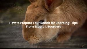 How to Prepare Your Rabbit for Boarding: Tips From Expert IL Boarders