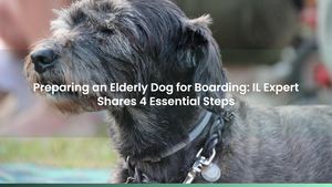 Preparing an Elderly Dog for Boarding: IL Expert Shares 4 Essential Steps