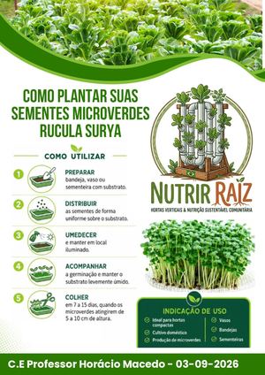 Como plantar as sementes de rucula