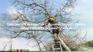 Tree Hazard Assessment: Houston Experts Explain When to Get Your Trees Checked
