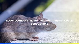 Rodent Control In Reston VA: How It Works, Cost & Best Options