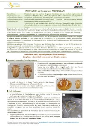 Lrue Sante Abeilles Tropilaelaps
