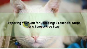 Preparing Your Cat for Boarding: 3 Essential Steps for a Stress-Free Stay