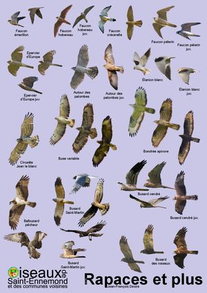 Poster Rapaces Et Plus