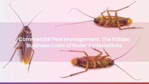Commercial Pest Management: The Hidden Business Costs of Rodent Infestations