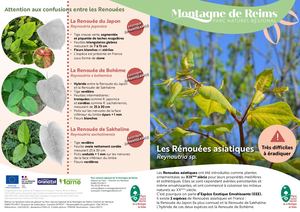 Support Les renouées